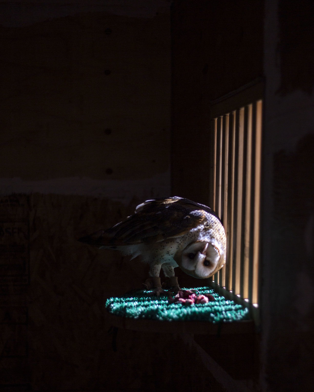 Teton Raptor Center
